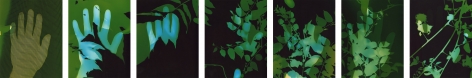 Palm Fade (self-portrait in a garden state), 2019  Photograms, set of 7  8 x 10 inches each  Unique, set of seven photograph in, black, blues, and greens which move progressively from the artist's hand to plant life in each panel.