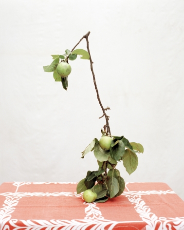 Photograph of branch on red table cloth, by James Henkel
