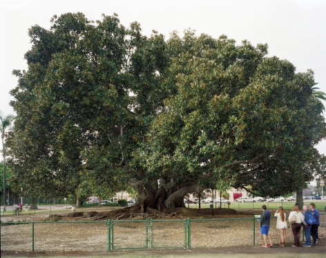 Jade Doskow  San Diego 1915 World's Fair, "Panama-California Exposition," Moreton Bay Fig Tree, 2013  Digital Chromogenic Print  20h x 25w in -  a photograph of a large fig tree
