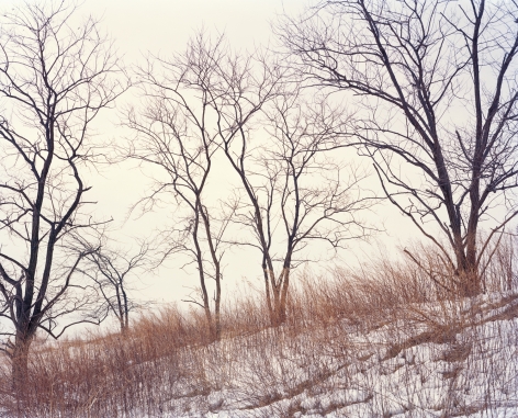 orth Mound Trees (after SM), 2019, Photograph of trees in the snow on the North mound, Freshkills, NYC