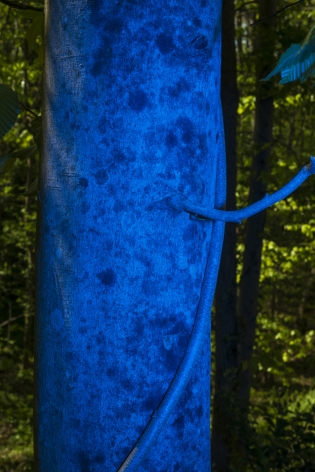 Untitled #1, 20200  Archival pigment print  24 x 16 inches  Edition of 5, Vertical image of a tree with twisting vines around the trunk, blue lights