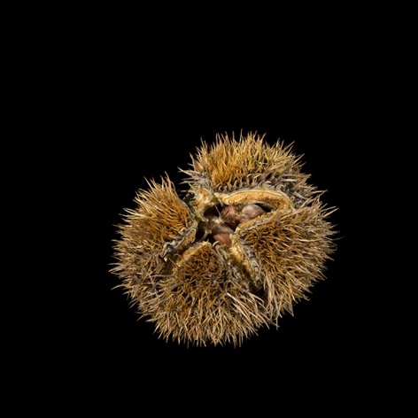 Gesche Würfel  Chestnut (Mordecai Plantation), 2016  Archival Pigment Print  8h x 8w in 20.32h x 20.32w cm  Edition of 5, Photograph, Brown chestnut on black background