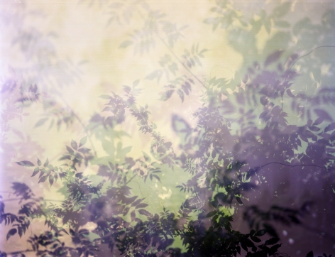 Multiple exposure color photograph of Wysteria by Bryan Graf